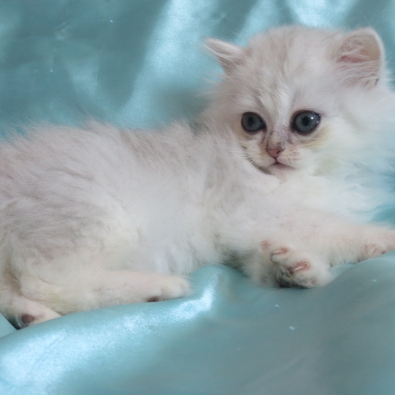 Image pour l'annonce Chaton persan femelle Loof
