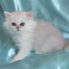 Image pour l'annonce Chaton persan femelle Loof
