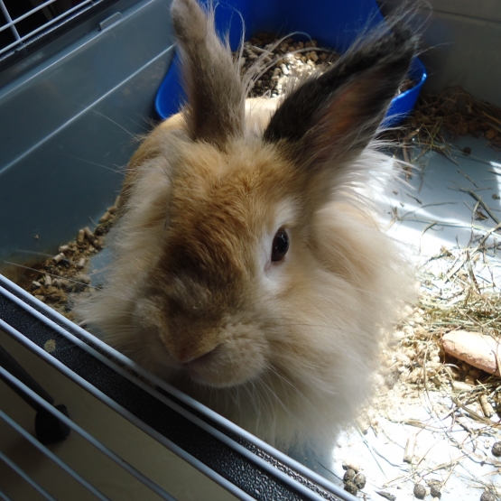 Image pour l'annonce Donne lapin nain