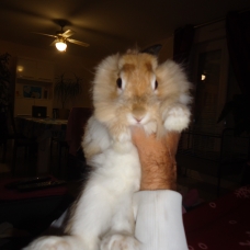 Image pour l'annonce Donne lapin nain