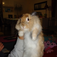 Image pour l'annonce Donne lapin nain