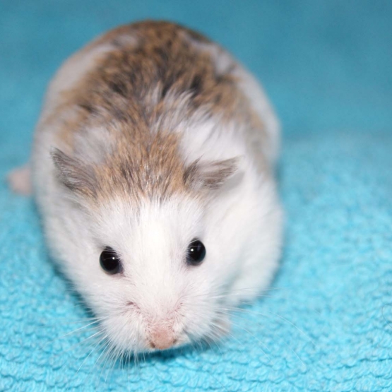 Image pour l'annonce Donne hamster