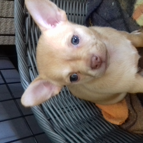Image pour l'annonce vend femelles chihuahua 890 euros