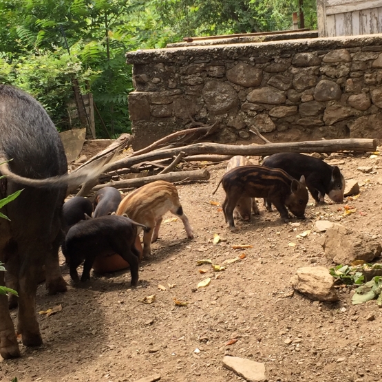 Image pour l'annonce VENDS COCHONS NAINS