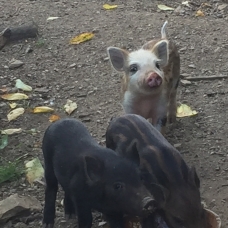Image pour l'annonce VENDS COCHONS NAINS