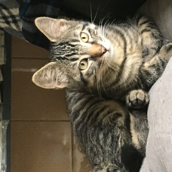 Image pour l'annonce Donne Chaton gris tigré
