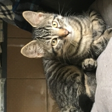 Image pour l'annonce Donne Chaton gris tigré