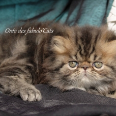 Image pour l'annonce Vends chatons persans