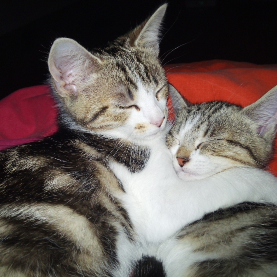 Image pour l'annonce Donne chatons