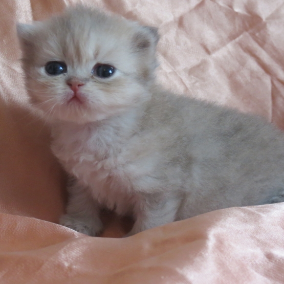 Image pour l'annonce Chatons persan mâle et femelles inscrits au Loof