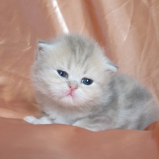 Image pour l'annonce Chatons persan mâle et femelles inscrits au Loof