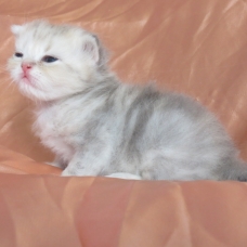 Image pour l'annonce Chatons persan mâle et femelles inscrits au Loof
