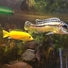 Image pour l'annonce poissons cichlidés africains malawi