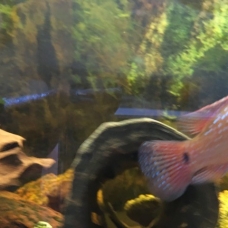 Image pour l'annonce poissons cichlidés africains malawi