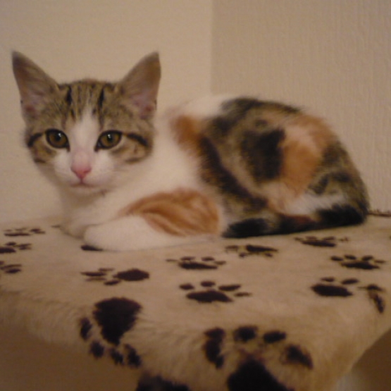 Image pour l'annonce Donne 2 chatons