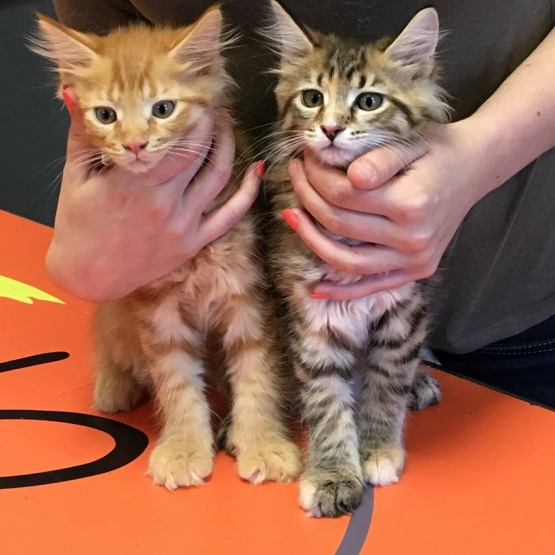 Image pour l'annonce Chatons Maine Coon LOOF