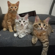 Image pour l'annonce Chatons Maine Coon LOOF