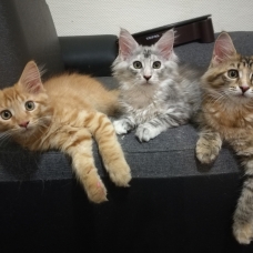 Image pour l'annonce Chatons Maine Coon LOOF