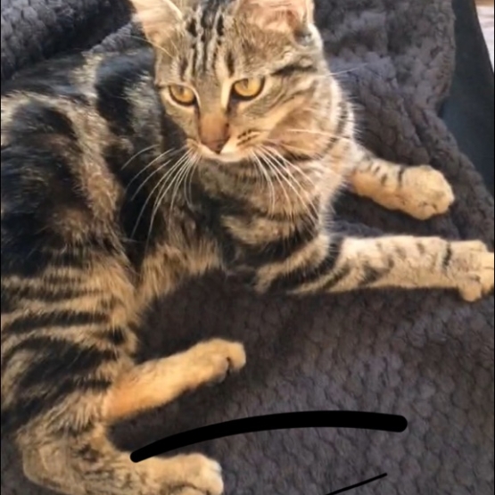 Image pour l'annonce Lynxia touchante petite chatte tigrée d'un an à adopter