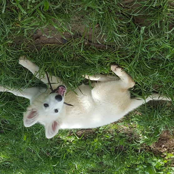 Image pour l'annonce Chiots Berger Blanc Suisse LOF Disponibles de Suite