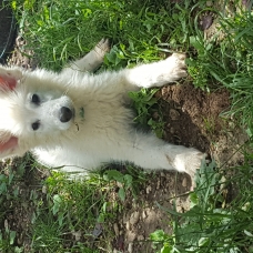 Image pour l'annonce Chiots Berger Blanc Suisse LOF Disponibles de Suite