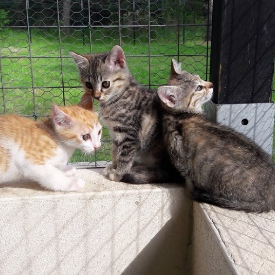 Image pour l'annonce 15 chatons cherchent un foyer