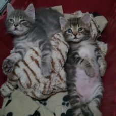 Image pour l'annonce 15 chatons cherchent un foyer