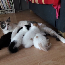 Image pour l'annonce 15 chatons cherchent un foyer