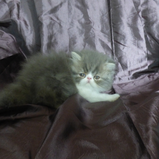 Image pour l'annonce chatons persan loof
