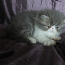 Image pour l'annonce chatons persan loof