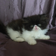 Image pour l'annonce chatons persan loof