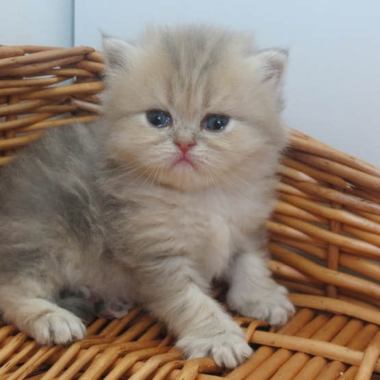 Image pour l'annonce Chatons persan blue golden inscrits au Loof
