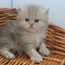 Image pour l'annonce Chatons persan blue golden inscrits au Loof