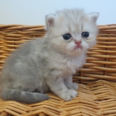 Image pour l'annonce Chatons persan blue golden inscrits au Loof
