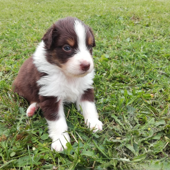 Image pour l'annonce Chiots Berger Australien LOF