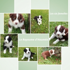 Image pour l'annonce Chiots Berger Australien LOF