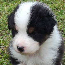 Image pour l'annonce Chiots Berger Australien LOF