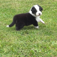Image pour l'annonce Chiots Berger Australien LOF