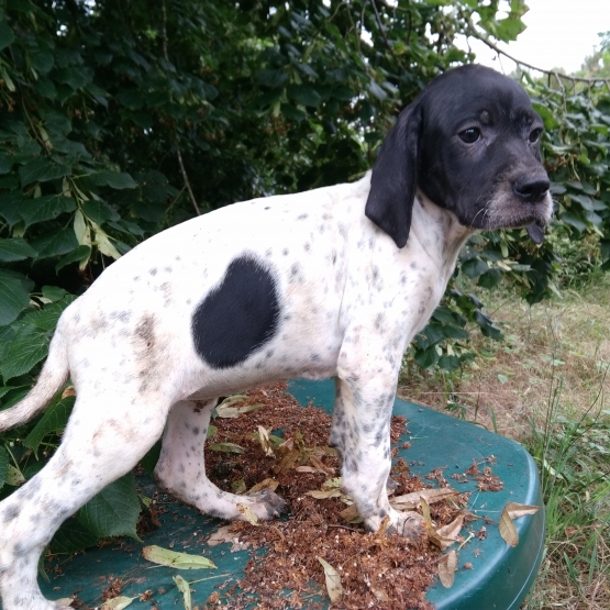 Image pour l'annonce A vendre chiots pointers