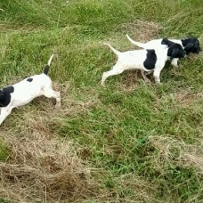 Image pour l'annonce A vendre chiots pointers