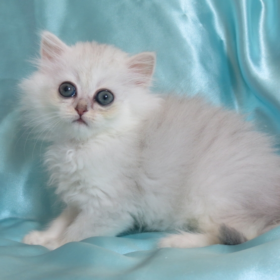 Image pour l'annonce Chaton persan blue silver femelle Loof