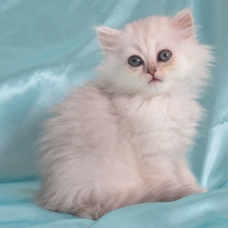 Image pour l'annonce Chaton persan blue silver femelle Loof