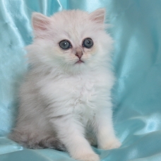 Image pour l'annonce Chaton persan blue silver femelle Loof