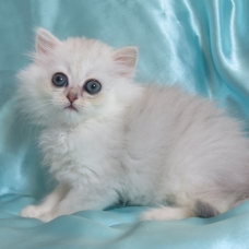 Image pour l'annonce Chaton persan blue silver femelle Loof