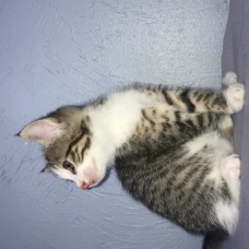 Image pour l'annonce Donne chaton