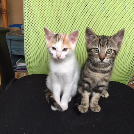 Image pour l'annonce Donne 4 adorables chatons propres et sevrés