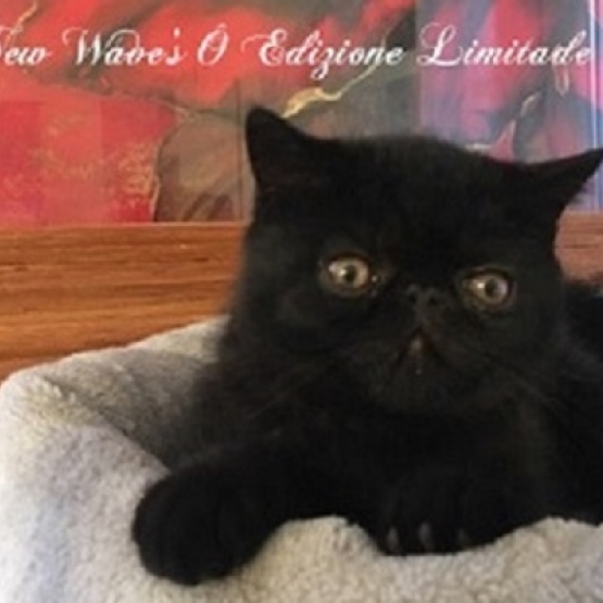 Image pour l'annonce Chaton mâle Exotic Shorthaires noir LOOF