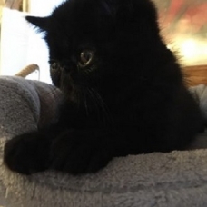 Image pour l'annonce Chaton mâle Exotic Shorthaires noir LOOF