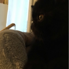 Image pour l'annonce Chaton mâle Exotic Shorthaires noir LOOF