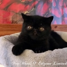 Image pour l'annonce Chaton mâle Exotic Shorthaires noir LOOF